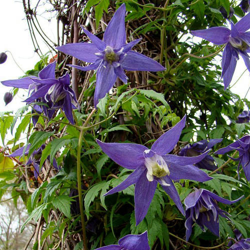 CLEMATIS MACROPETALA SEEDS Plant World Seeds