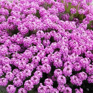 AETHIONEMA SAXATILE SEEDS (CANDY MUSTARD, BURNT CANDYTUFT) - Plant ...