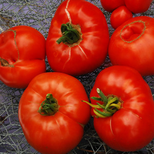 Tomato Seeds - Plant World Seeds