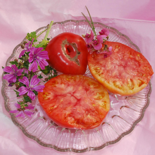 Sudduth's Pink Brandywine Tomato (Solanum lycopersicum) - Annie's