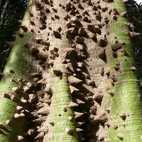 RP Seeds:Ceiba pentandra (Kapok/Silk Cotton Tree) seeds 25 seeds £2.35