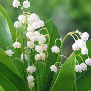 CONVALLARIA MAJALIS PINK BELLS SEEDS (4 seeds) (Lily of the Valley ...