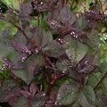 Cryptotaenia Japonica Atropurpurea Seeds Perennial Purple Parsley Mitsuba Purple Leaved Japanese Wild Parsley Purple Leaved Japanese Hone Plant World Seeds