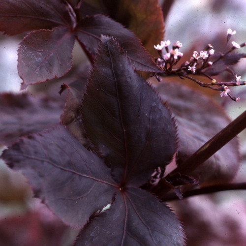 Cryptotaenia Japonica Atropurpurea Seeds Perennial Purple Parsley Mitsuba Purple Leaved Japanese Wild Parsley Purple Leaved Japanese Hone Plant World Seeds