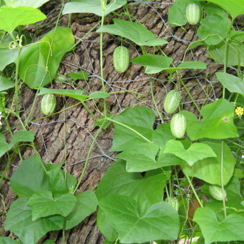 50 Organic Cucamelon Seeds Melothria Scabra Mexican Minimelon Mousemelon  Seeds Cucamelon Samen Graines Semi Semillas -  Norway