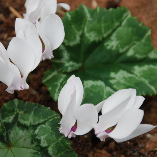 Cyclamen Hederifolium Album