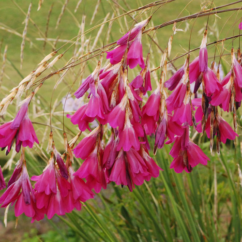 Dierama Pulcherrimum 'Pink Fairies' Seeds (Angels' fishing rods) - Plant  World Seeds