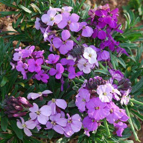 ERYSIMUM LINIFOLIUM 'BOWLES BABIES' SEEDS (Perennial