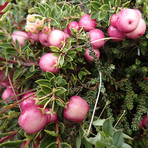 Gaultheria mucronata