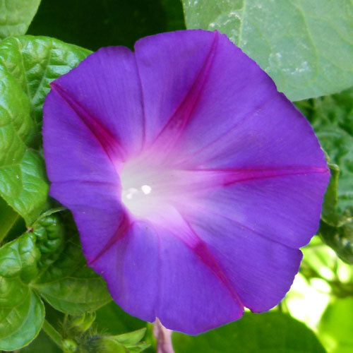 IPOMOEA 'STAR OF YALTA' SEEDS (Morning Glory, Ipomoea tricolor) - Plant ...