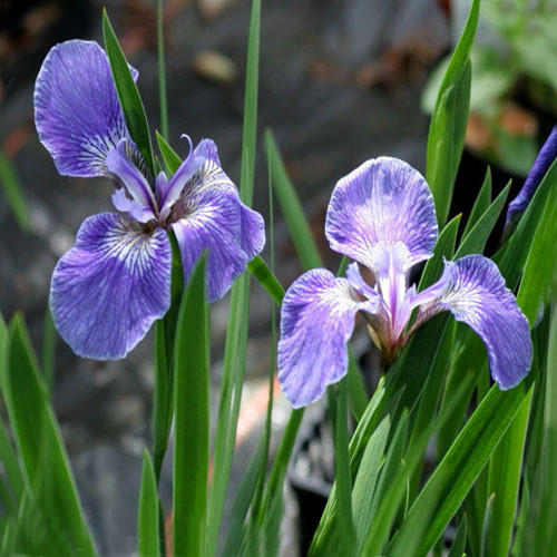 Iris Setosa Arctica Seeds (10 seeds) (Dwarf Arctic Iris) - Plant World ...