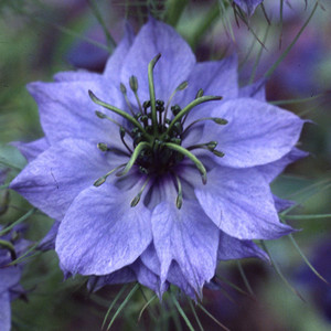 Nigelle Papillosa Delft Blue - Graines Baumaux