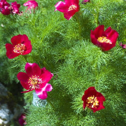 PAEONIA TENUIFOLIA SEEDS (Fern leaf peony, Fine leaf peony, Steppe ...