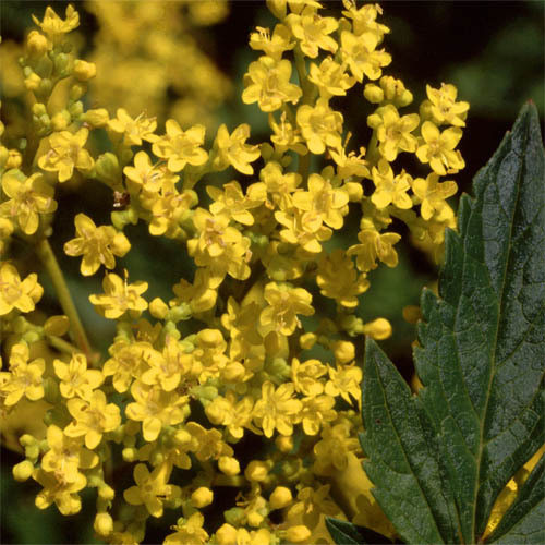 Patrinia Scabiosifolia Seeds 25 Seeds Yellow Patrinia Ominaeshi Plant World Seeds