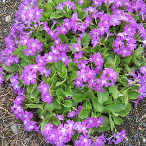 PRIMULA SCOTICA SEEDS (Scottish Primrose) - Plant World Seeds