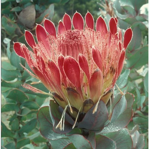 PROTEA EXIMIA SEEDS (sugar bush, broad-leaf sugarbush, duchess protea ...