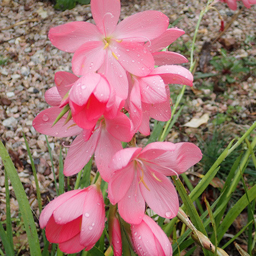 Schizostylis coccinea Jennifer, pink flower flowers garden plant