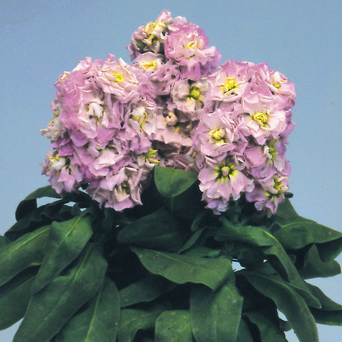 Stocks Cinderella Appleblossom Seeds Matthiola Incana Plant World Seeds