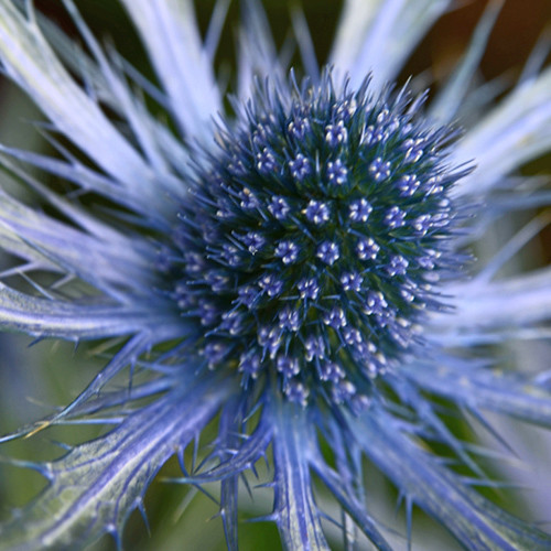 ERYNGIUM X OLIVERIANUM SEEDS (Oliver's Eryngo) Plant World Seeds