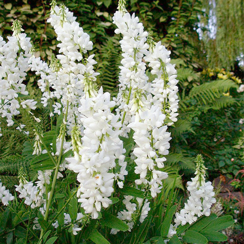 Galega officinalis