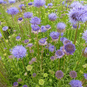 JASIONE LAEVIS SEEDS (Sheep's Bit Scabious,) - Plant World Seeds