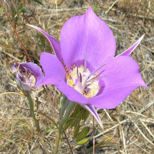 CALOCHORTUS MACROCARPUS SEEDS (Sagebrush Mariposa Lily) - Plant World Seeds