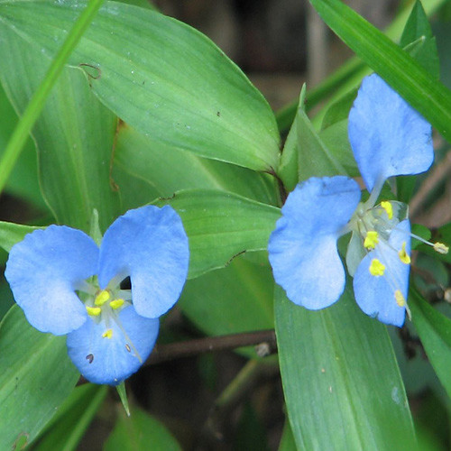 COMMELINA VIRGINICA SEEDS (Virginia dayflower, Commelina deficiens ...