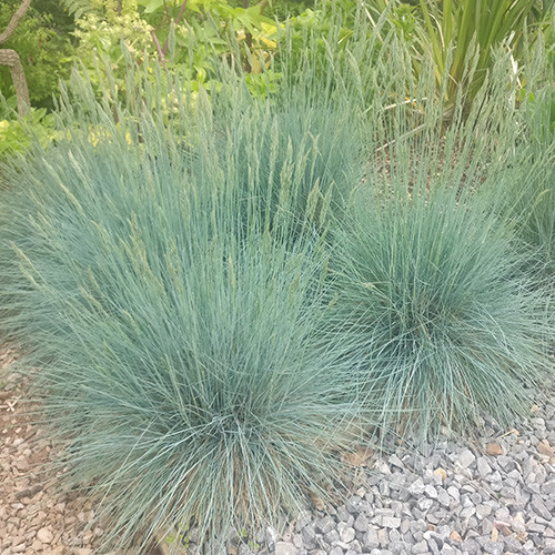 FESTUCA 'ELIJA BLUE' SEEDS (180+ seeds) (Blue Fescue, Elijah Blue ...