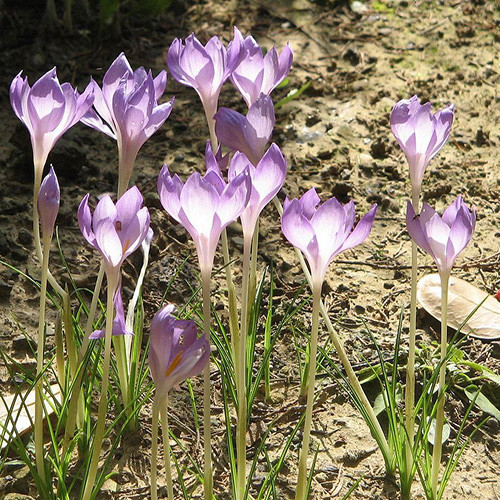 CROCUS GOULIMYI SEEDS - Plant World Seeds