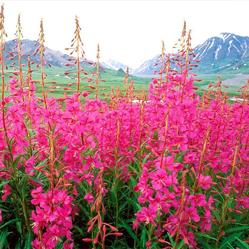 EPILOBIUM ANGUSTIFOLIUM SEEDS (Rosebay Willowherb, Chamaenerion ...