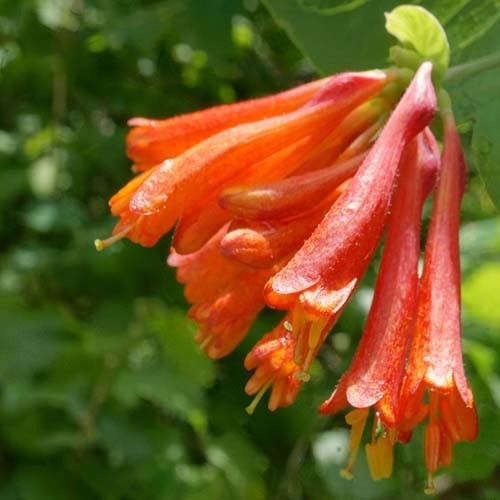 Lonicera Ciliosa Seeds (western Trumpet Honeysuckle) - Plant World Seeds