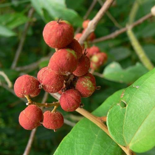 Mallotus Philippensis Seeds (20+ seeds) (Reda Kamala, Monkey face tree ...