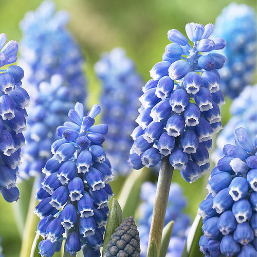 MUSCARI AUCHERI SEEDS (Aucher-Eloy grape hyacinth, Botryanthus aucheri ...