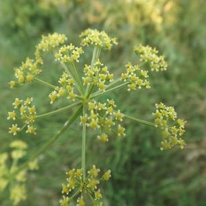 Ferulago Sylvatica Seeds (35+ Seeds) (GIANT FENNEL FERULAGO SYLVATICA ...