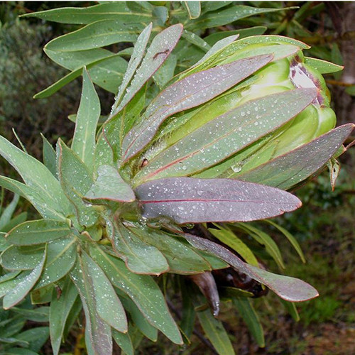 PROTEA CORONATA SEEDS (green protea, green sugarbush ...