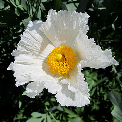 Romneya Coulteri Seeds (10 seeds) (Coulter's Matilija poppy or ...