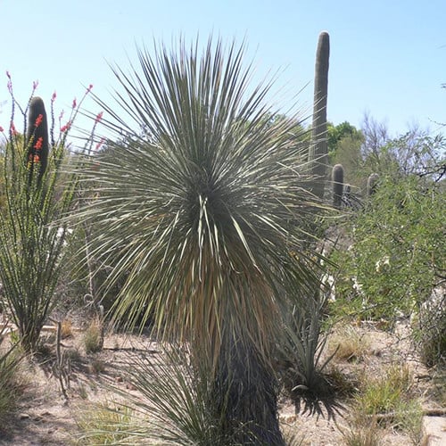 YUCCA ELATA SEEDS (Soaptree Yucca) - Plant World Seeds