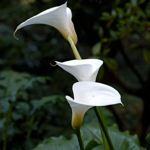 ZANTEDESCHIA AETHIOPICA 'WHITE' SEEDS (White Calla Lily) - Plant World ...