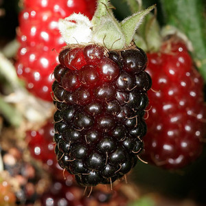 Black Raspberry Seeds – The Incredible Seed Company Ltd
