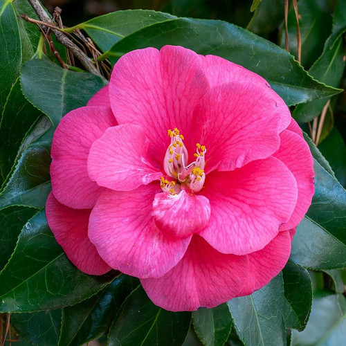 CAMELLIA JAPONICA SEEDS (10 seeds) (Japanese rose, Rose camellia) - Plant  World Seeds