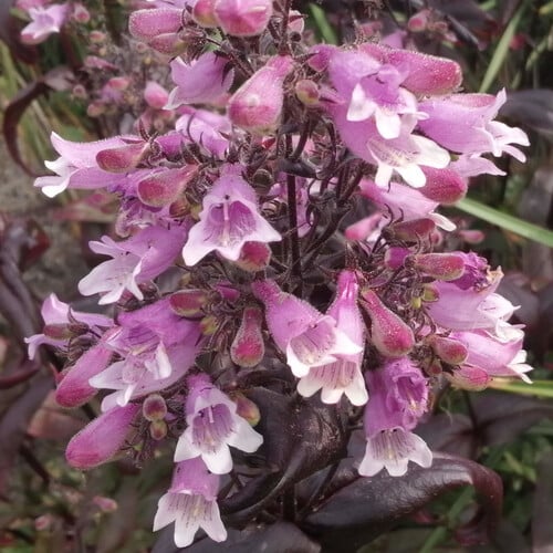 Penstemon Digitalis Ruby Dusk Seeds (30 Seeds) (beardtongue) - Plant 